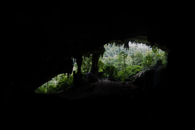 Trees seen through cave