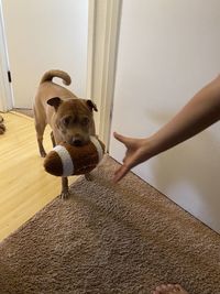 Low section of woman with dog plkaying football. 