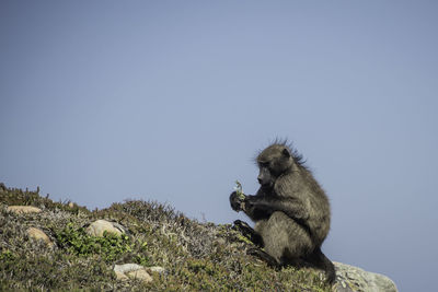 Low angle view of monkey on rock against clear sky