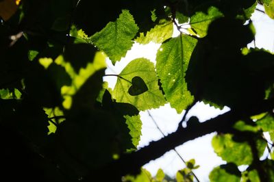 Close-up of silhouette tree against sky