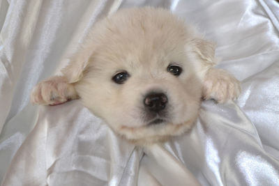 Close-up of dog on bed