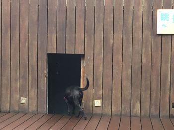 Dog wearing sunglasses on wood