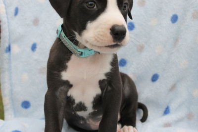 High angle portrait of puppy