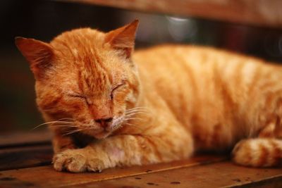 Close-up of a cat resting
