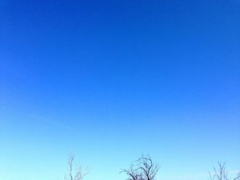 Low angle view of trees against clear blue sky