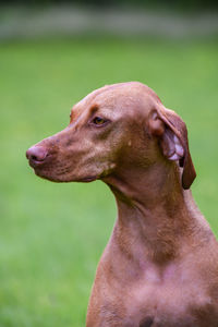 Close-up of vizsla