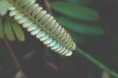 Close-up of fern