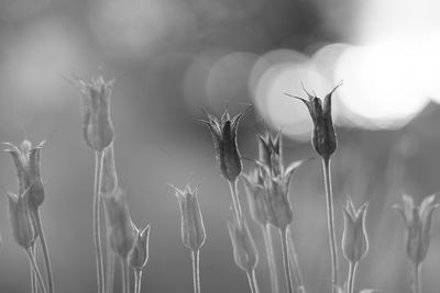 Close-up of wheat plants