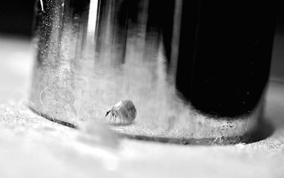 Close-up of turtle in water