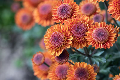 Close-up of flowering plant
