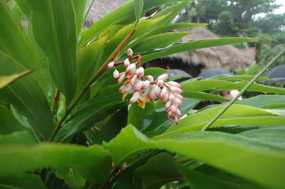 Close-up of plant