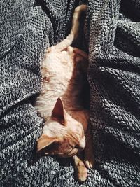 High angle view of cat sleeping on fabric