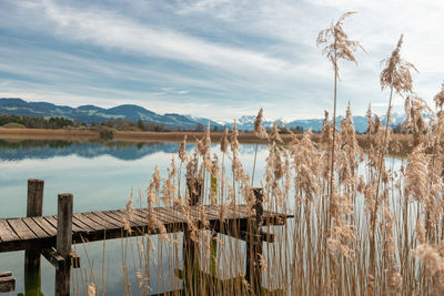 Pfaeffikon, canton zurich, switzerland, april 10, 2023 little wooden pier at the lake pfaeffikersee 