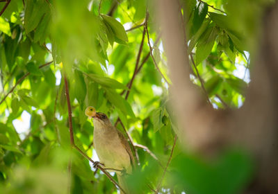 Low angle view of bird perching on tree