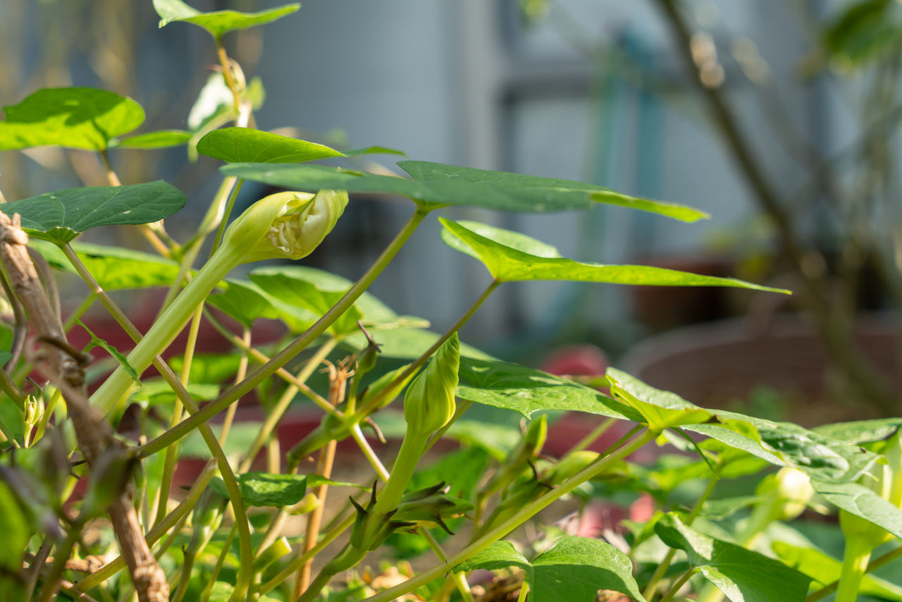 CLOSE-UP OF GREEN PLANT