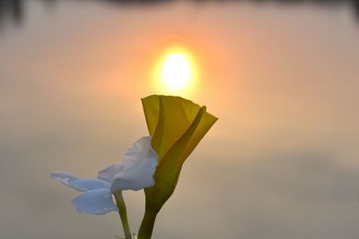 Close-up of white flowering plant against sky during sunset