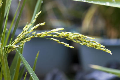 Close-up of green plant on field