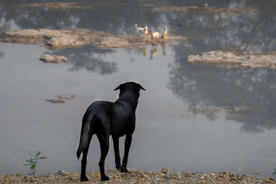 Animal wildlife, one black dog versus three dogs in the river.