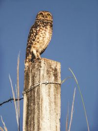 Low angle view of owl perching on wooden post