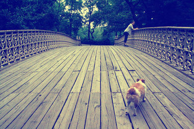 Dog walking on wooden floor