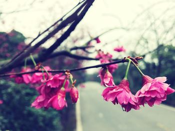 Close-up of bougainvillea on tree