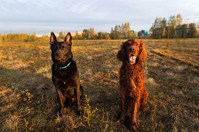 View of dogs on field against sky