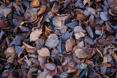 Full frame shot of autumn leaves