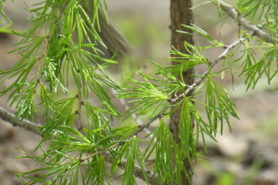 Close-up of pine tree branch