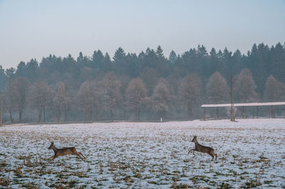 View of dogs on field