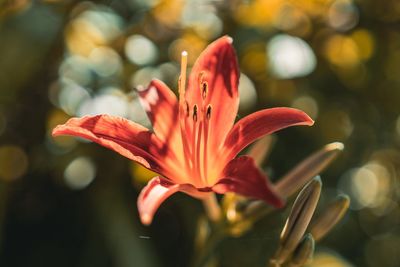 Close-up of orange flower