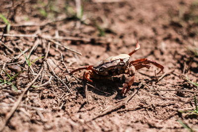 Close-up of insect on land