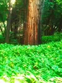 Defocused image of trees in forest