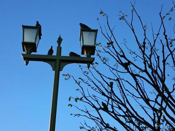 Low angle view of street light against blue sky