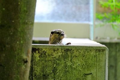 Close-up of an otter 