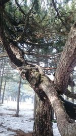 Low angle view of tree in forest