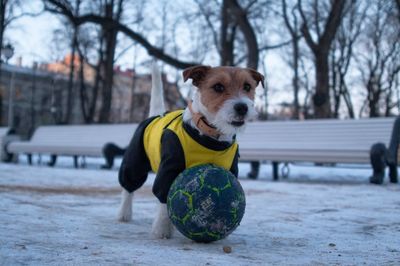Portrait of dog playing with ball in park during winter at sunset
