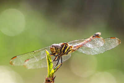 Close-up of insect on plant