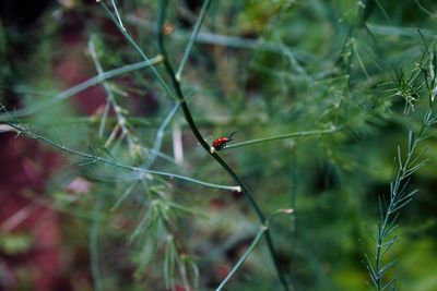 Bug on stem against blurred background