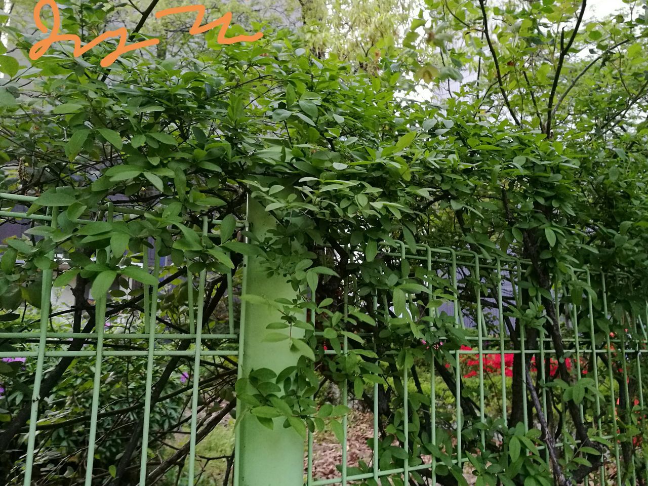 GREEN PLANTS GROWING ON FIELD