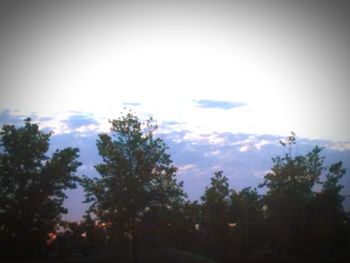 View of trees against sky