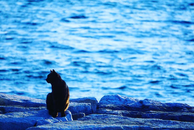 Young woman sitting on rock by sea