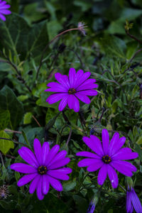 Close-up of purple flower