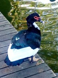 Bird perching on wood by lake