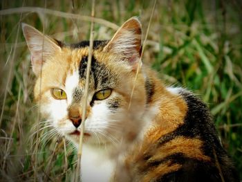 Close-up portrait of cat