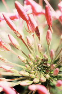 Close-up of pink flowering plant