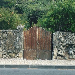 Plants growing on stone wall