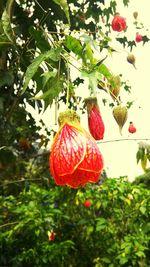 Low angle view of fruits hanging on tree