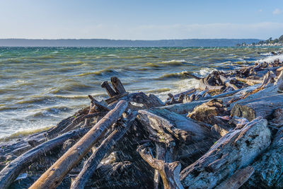 Driftwood lines the shore in normandy park, washington on a windy day.