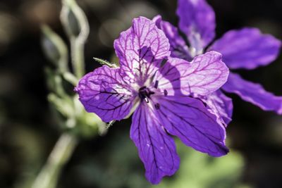 Close-up of purple flowers blooming