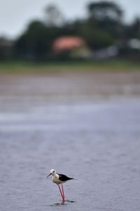 Seagull flying over a water